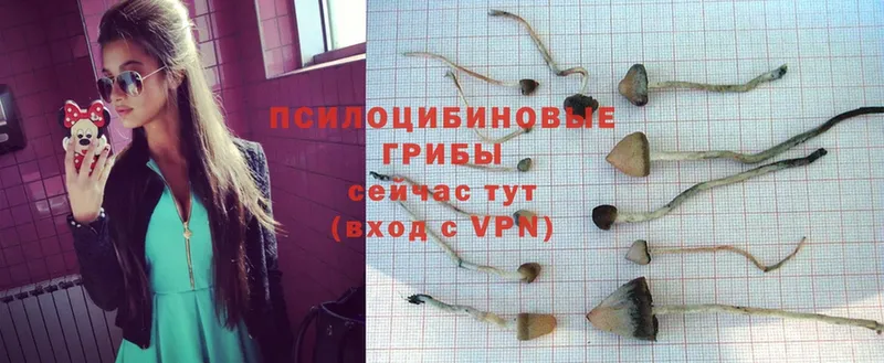 Галлюциногенные грибы Psilocybe  kraken онион  Козловка  купить  цена 